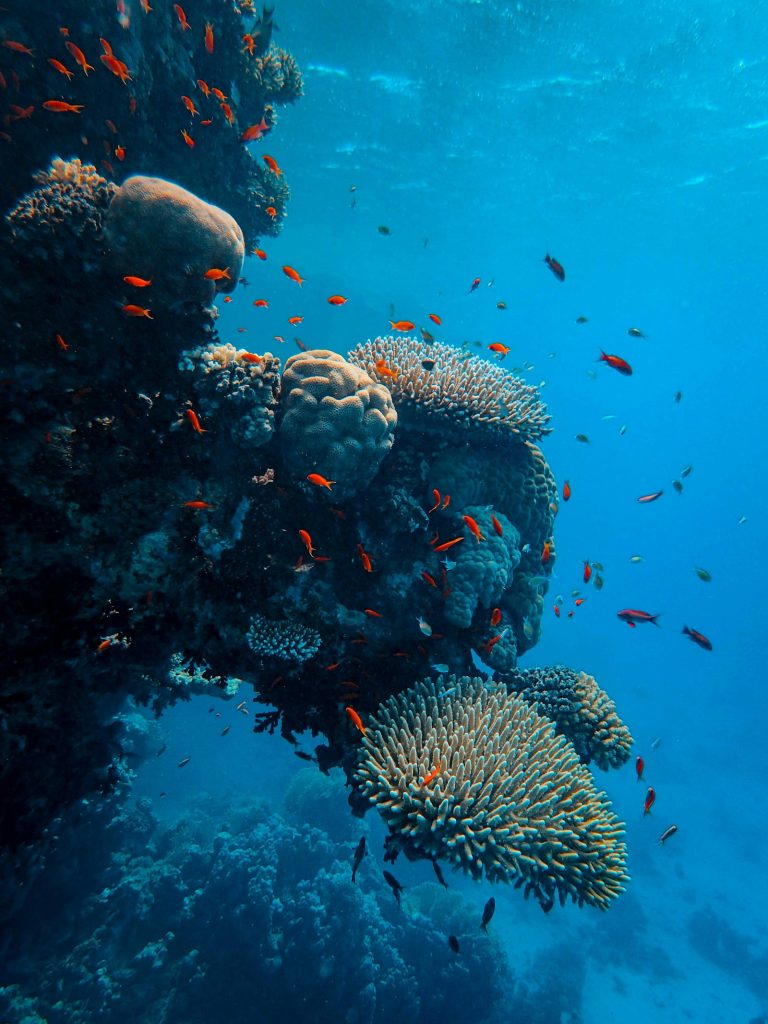 PADI internship divers underwater in the Philippines
